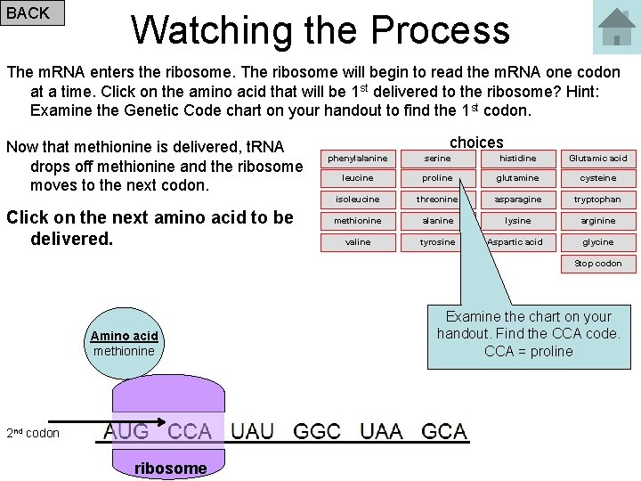 BACK Watching the Process The m. RNA enters the ribosome. The ribosome will begin