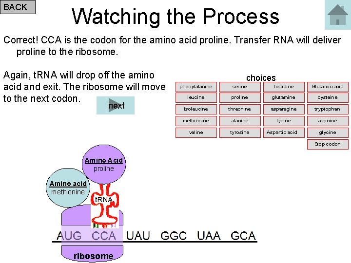 BACK Watching the Process Correct! CCA is the codon for the amino acid proline.
