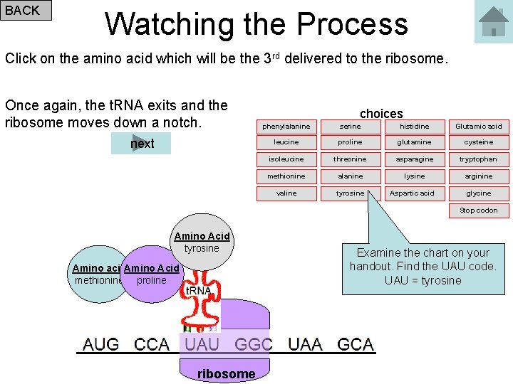BACK Watching the Process Click on the amino acid which will be the 3