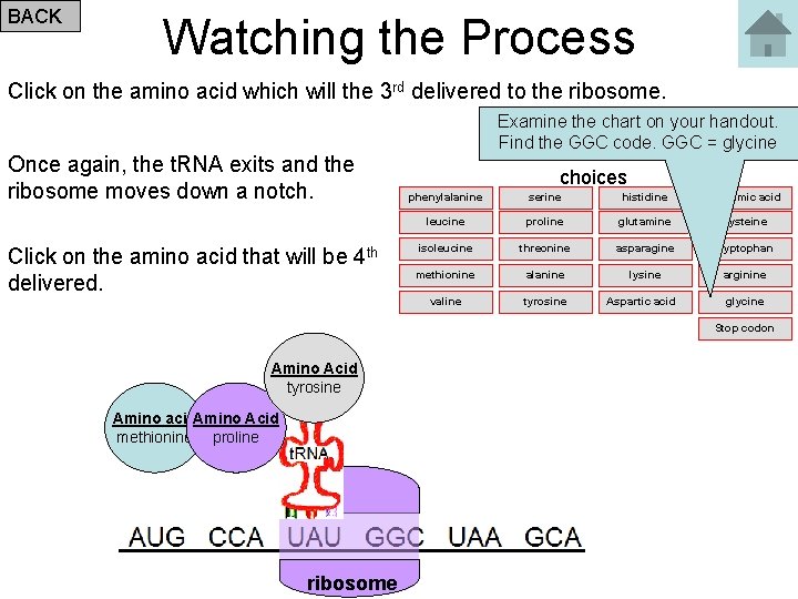 BACK Watching the Process Click on the amino acid which will the 3 rd