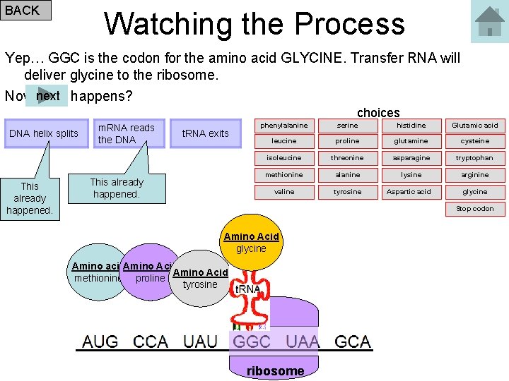 BACK Watching the Process Yep… GGC is the codon for the amino acid GLYCINE.