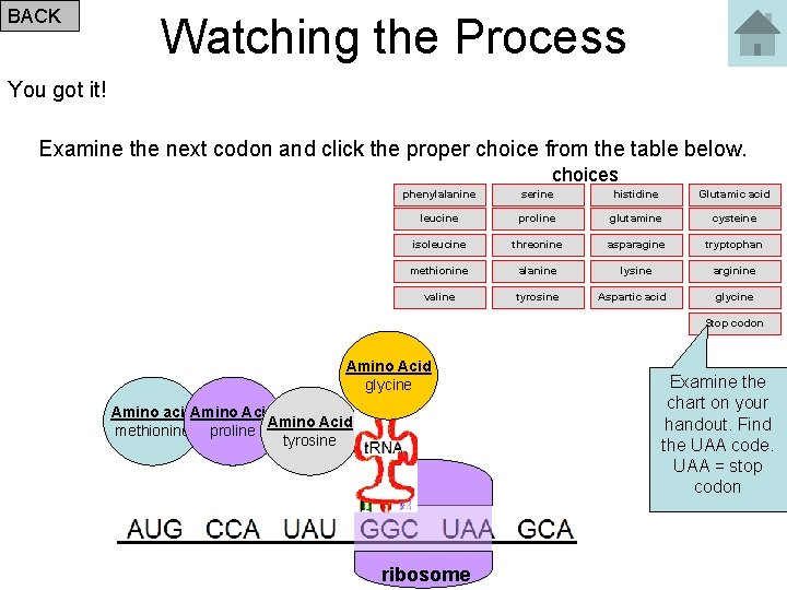BACK Watching the Process You got it! Examine the next codon and click the