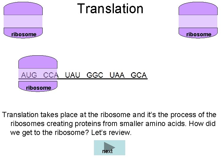 Translation ribosome Translation takes place at the ribosome and it’s the process of the