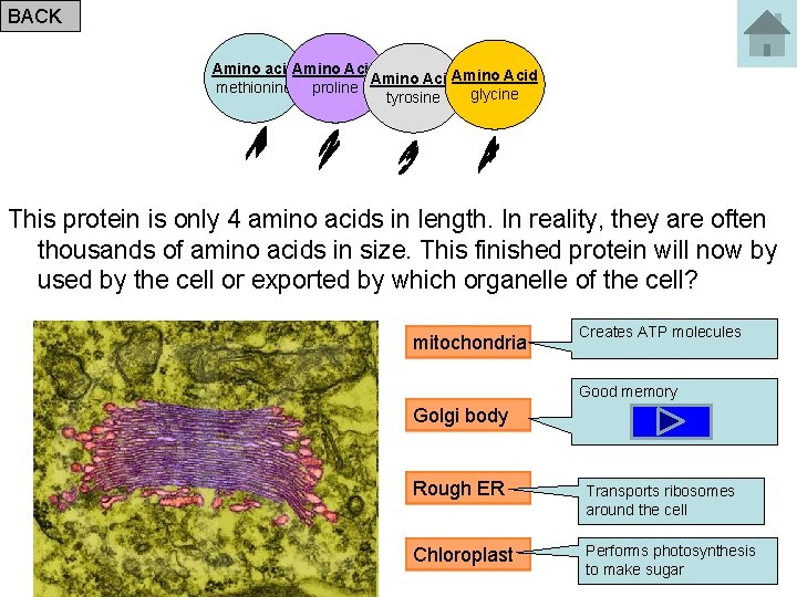 BACK Amino acid. Amino Acid methionine proline glycine tyrosine This protein is only 4