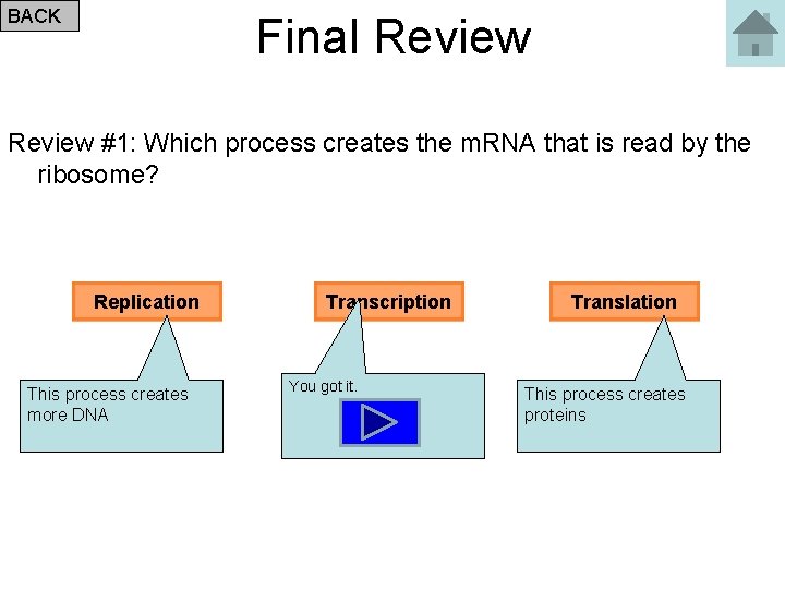BACK Final Review #1: Which process creates the m. RNA that is read by