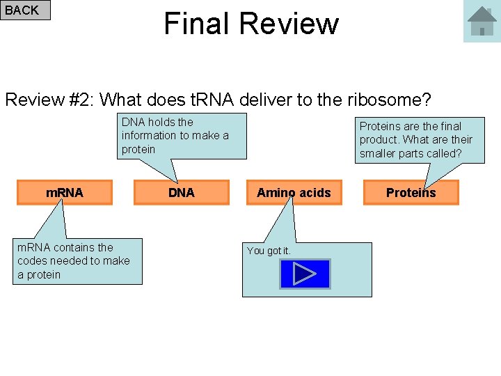 BACK Final Review #2: What does t. RNA deliver to the ribosome? DNA holds