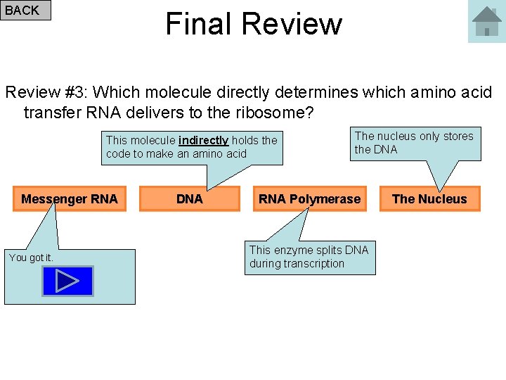 BACK Final Review #3: Which molecule directly determines which amino acid transfer RNA delivers