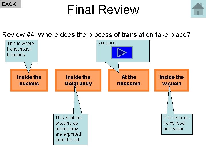 BACK Final Review #4: Where does the process of translation take place? You got
