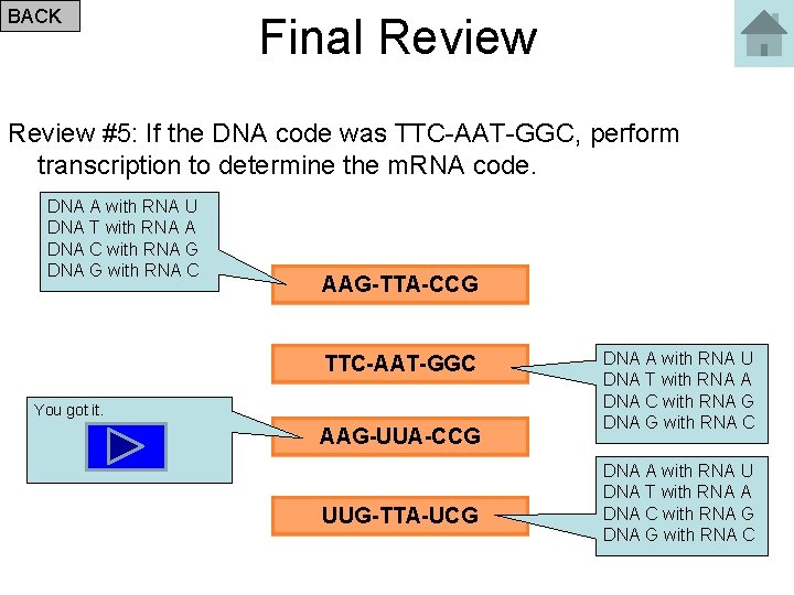 BACK Final Review #5: If the DNA code was TTC-AAT-GGC, perform transcription to determine