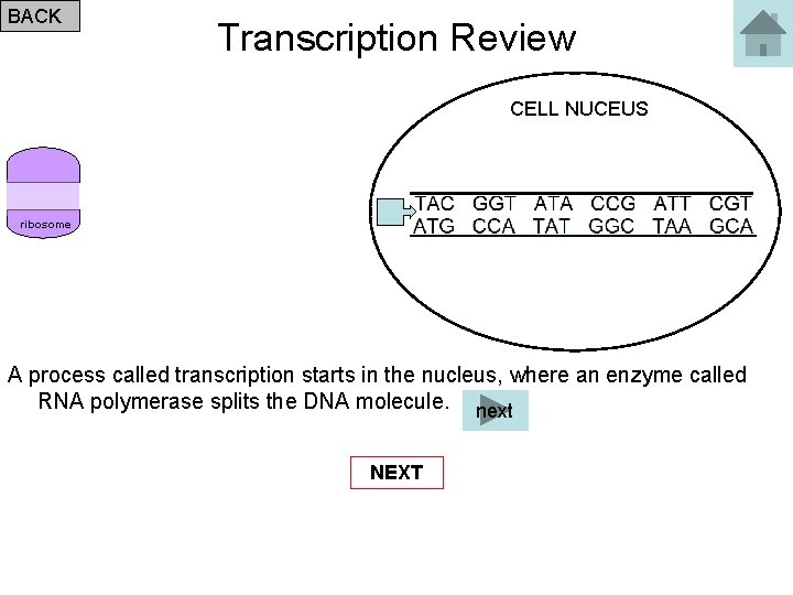 BACK Transcription Review CELL NUCEUS ribosome A process called transcription starts in the nucleus,