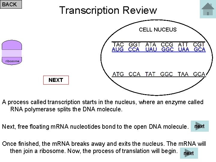 BACK Transcription Review CELL NUCEUS AUG CCA UAU GGC UAA GCA ribosome NEXT A