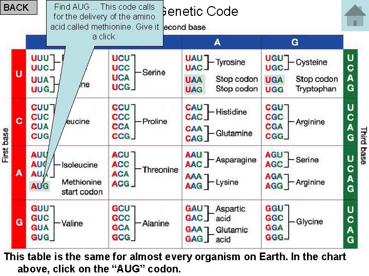 BACK Find AUG… This code calls for the delivery of the amino acid called