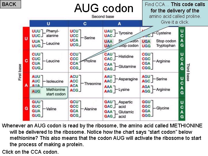 BACK AUG codon Find CCA… This code calls for the delivery of the amino