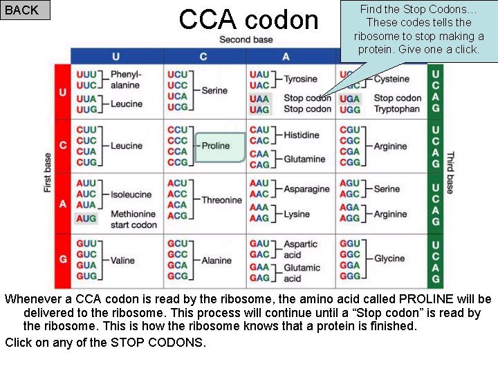 BACK CCA codon Find the Stop Codons… These codes tells the ribosome to stop