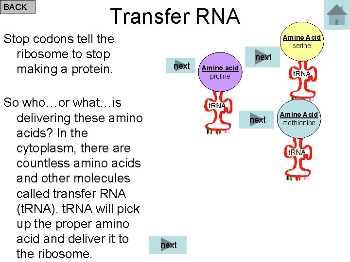 BACK Transfer RNA Stop codons tell the ribosome to stop making a protein. So