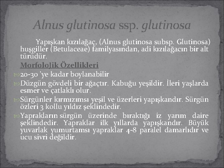 Alnus glutinosa ssp. glutinosa Yapışkan kızılağaç, (Alnus glutinosa subsp. Glutinosa) huşgiller (Betulaceae) familyasından, adi Alnus glutinosa ssp. glutinosa Yapışkan kızılağaç, (Alnus glutinosa subsp. Glutinosa) huşgiller (Betulaceae) familyasından, adi