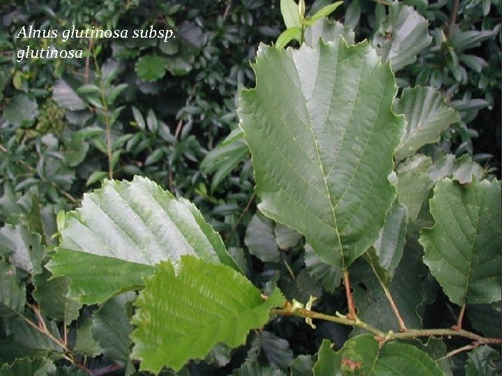 Alnus glutinosa subsp. glutinosa Alnus glutinosa subsp. glutinosa