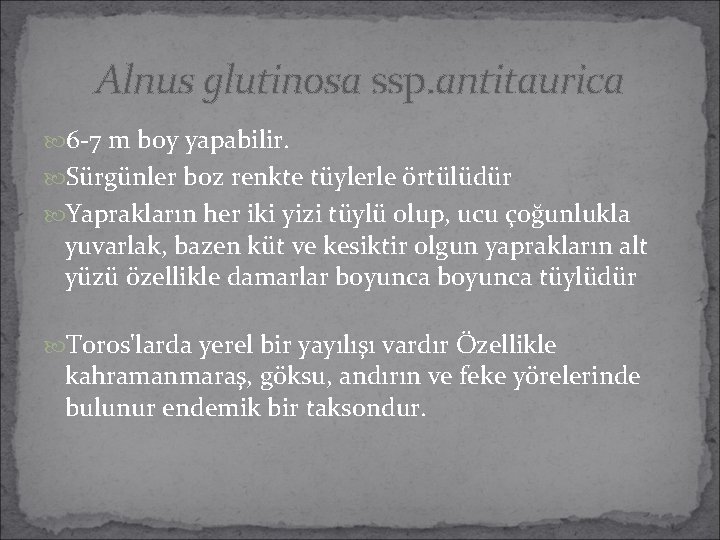 Alnus glutinosa ssp. antitaurica 6 -7 m boy yapabilir. Sürgünler boz renkte tüylerle örtülüdür Alnus glutinosa ssp. antitaurica 6 -7 m boy yapabilir. Sürgünler boz renkte tüylerle örtülüdür