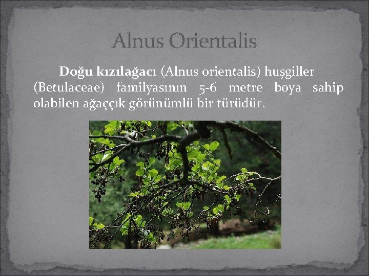 Alnus Orientalis Doğu kızılağacı (Alnus orientalis) huşgiller (Betulaceae) familyasının 5 -6 metre boya sahip Alnus Orientalis Doğu kızılağacı (Alnus orientalis) huşgiller (Betulaceae) familyasının 5 -6 metre boya sahip