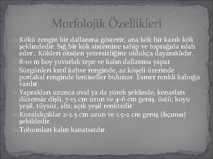 Morfolojik Özellikleri Kökü zengin bir dallanma gösterir, ana kök bir kazık kök şeklindedir. Sığ Morfolojik Özellikleri Kökü zengin bir dallanma gösterir, ana kök bir kazık kök şeklindedir. Sığ