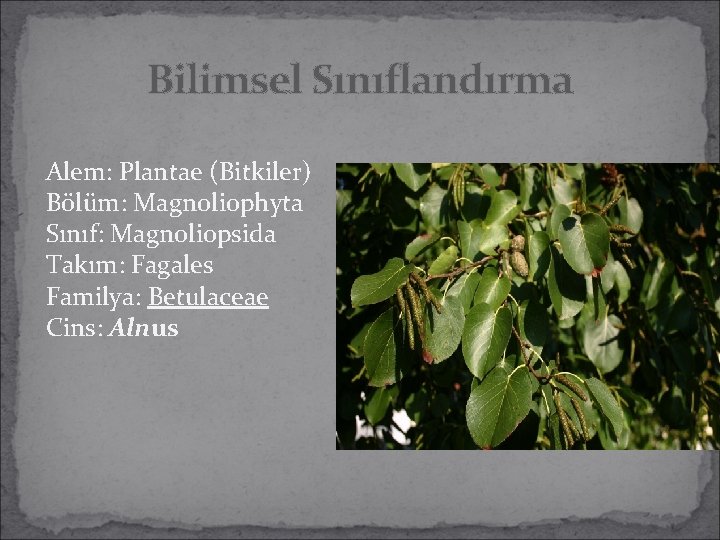 Bilimsel Sınıflandırma Alem: Plantae (Bitkiler) Bölüm: Magnoliophyta Sınıf: Magnoliopsida Takım: Fagales Familya: Betulaceae Cins: Bilimsel Sınıflandırma Alem: Plantae (Bitkiler) Bölüm: Magnoliophyta Sınıf: Magnoliopsida Takım: Fagales Familya: Betulaceae Cins: