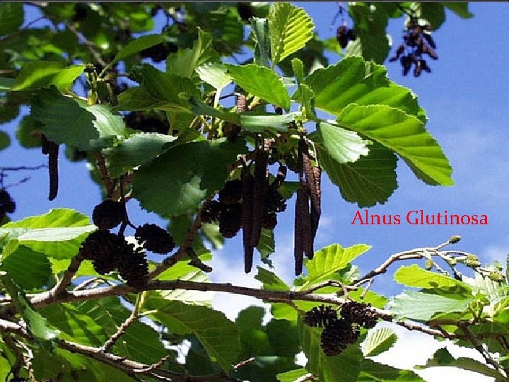 Alnus Glutinosa Alnus Glutinosa