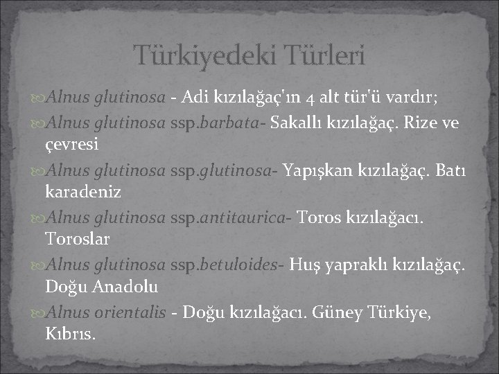 Türkiyedeki Türleri Alnus glutinosa - Adi kızılağaç'ın 4 alt tür'ü vardır; Alnus glutinosa ssp. Türkiyedeki Türleri Alnus glutinosa - Adi kızılağaç'ın 4 alt tür'ü vardır; Alnus glutinosa ssp.