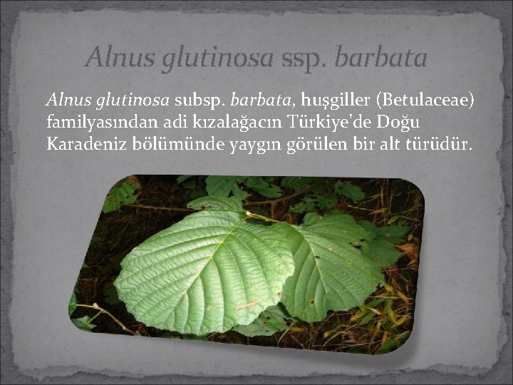 Alnus glutinosa ssp. barbata Alnus glutinosa subsp. barbata, huşgiller (Betulaceae) familyasından adi kızalağacın Türkiye'de Alnus glutinosa ssp. barbata Alnus glutinosa subsp. barbata, huşgiller (Betulaceae) familyasından adi kızalağacın Türkiye'de