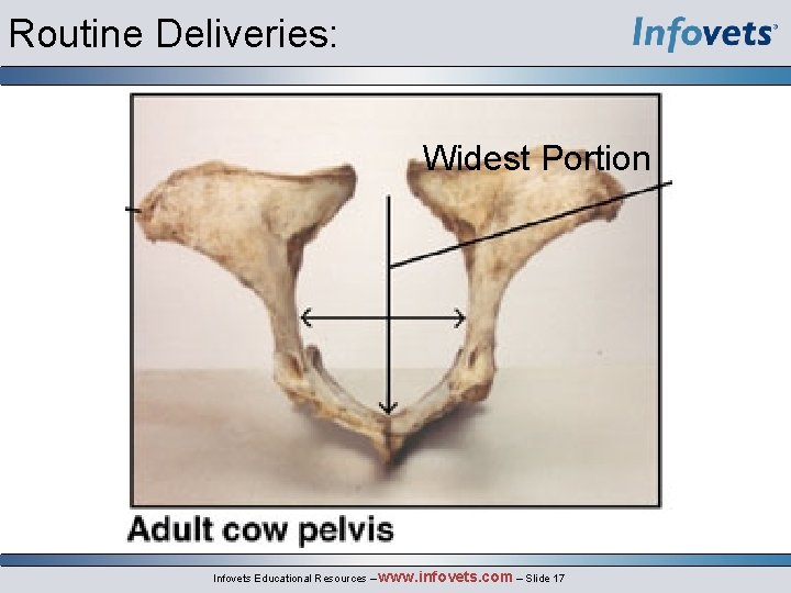 Routine Deliveries: Widest Portion Infovets Educational Resources – www. infovets. com – Slide 17