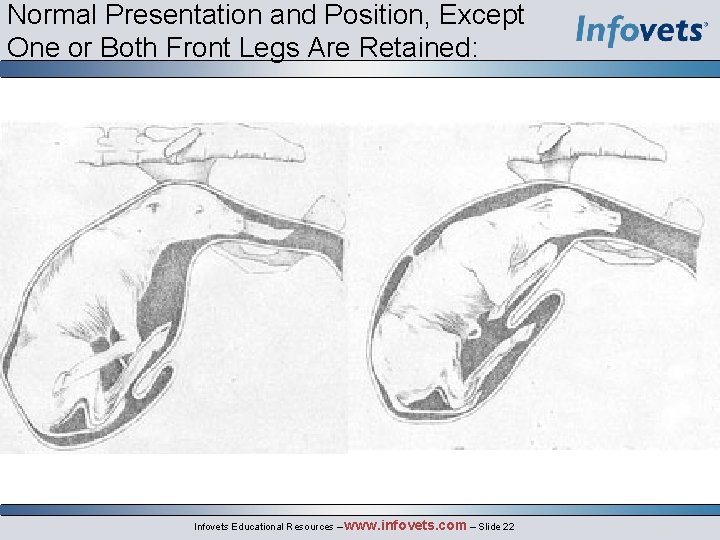 Normal Presentation and Position, Except One or Both Front Legs Are Retained: Infovets Educational