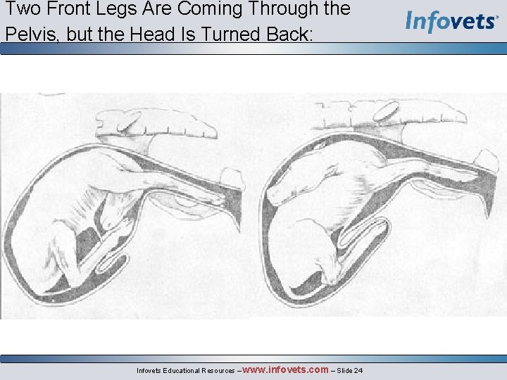 Two Front Legs Are Coming Through the Pelvis, but the Head Is Turned Back: