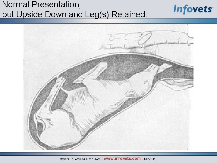 Normal Presentation, but Upside Down and Leg(s) Retained: Infovets Educational Resources – www. infovets.