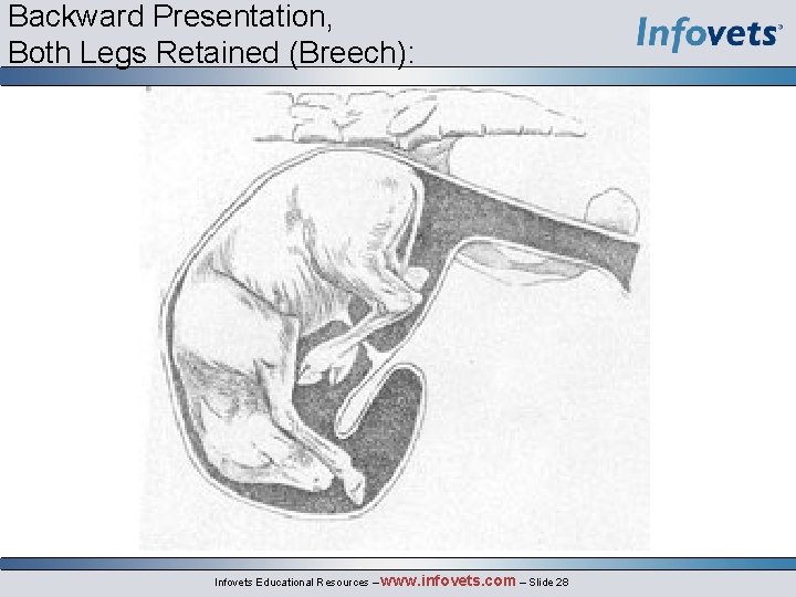 Backward Presentation, Both Legs Retained (Breech): Infovets Educational Resources – www. infovets. com –