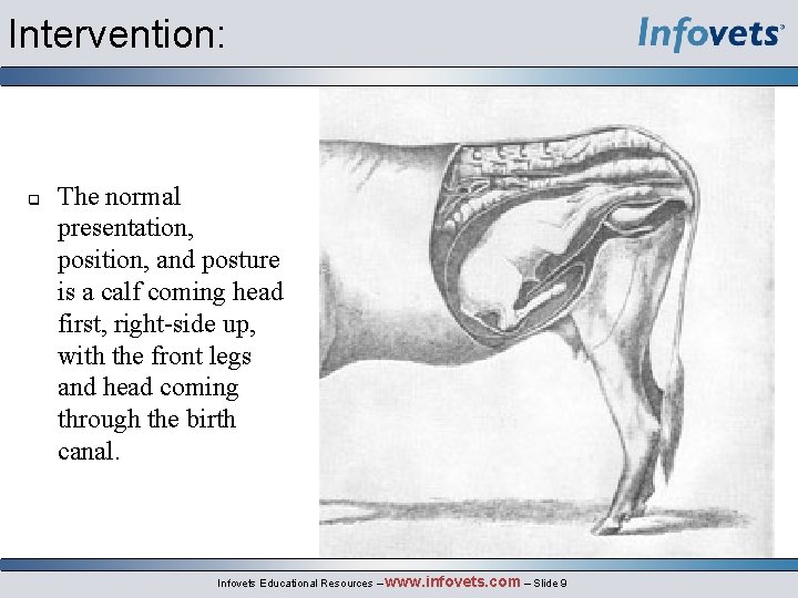 Intervention: q The normal presentation, position, and posture is a calf coming head first,
