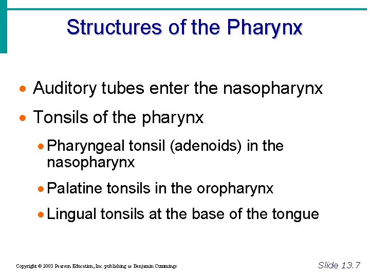 Structures of the Pharynx · Auditory tubes enter the nasopharynx · Tonsils of the