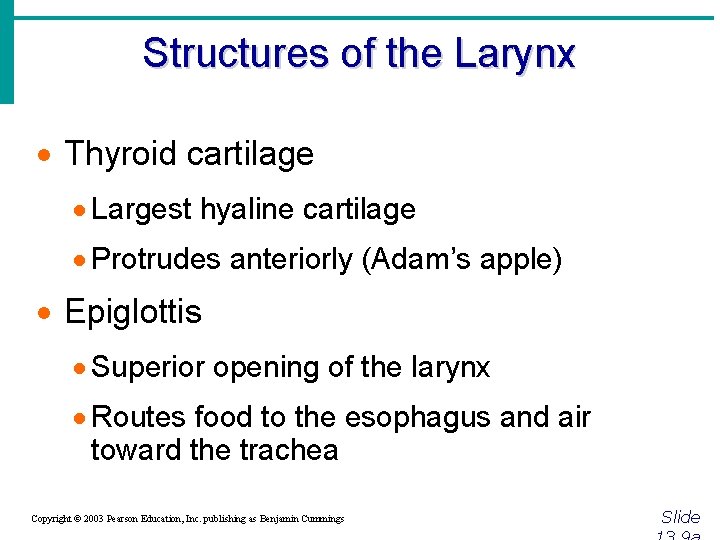 Structures of the Larynx · Thyroid cartilage · Largest hyaline cartilage · Protrudes anteriorly