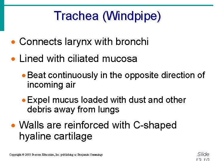 Trachea (Windpipe) · Connects larynx with bronchi · Lined with ciliated mucosa · Beat