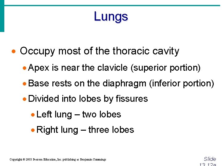 Lungs · Occupy most of the thoracic cavity · Apex is near the clavicle