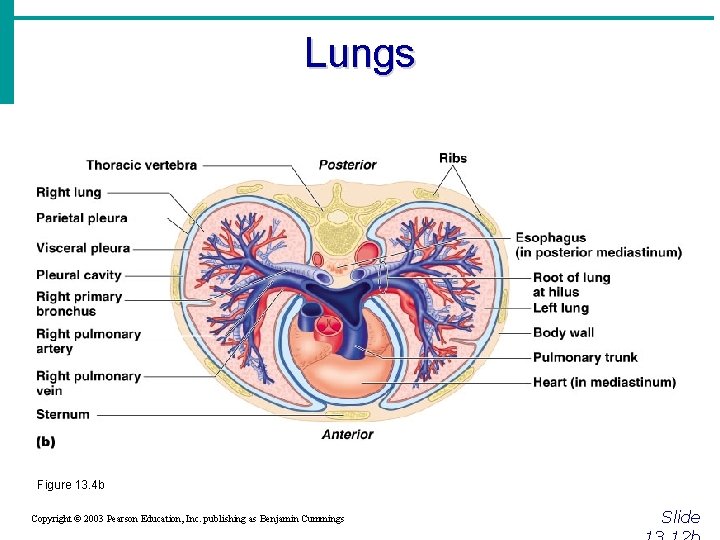 Lungs Figure 13. 4 b Copyright © 2003 Pearson Education, Inc. publishing as Benjamin