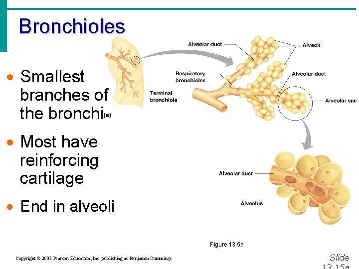 Bronchioles · Smallest branches of the bronchi · Most have reinforcing cartilage · End