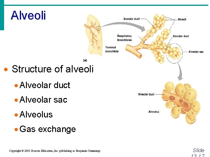 Alveoli · Structure of alveoli · Alveolar duct · Alveolar sac · Alveolus ·