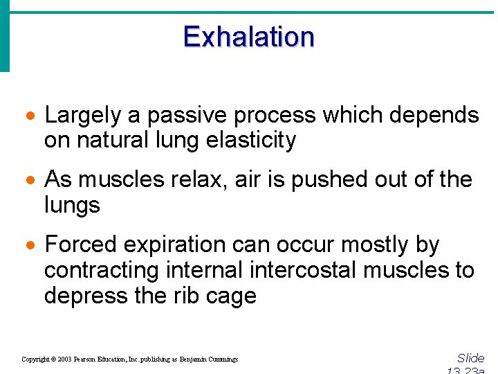 Exhalation · Largely a passive process which depends on natural lung elasticity · As