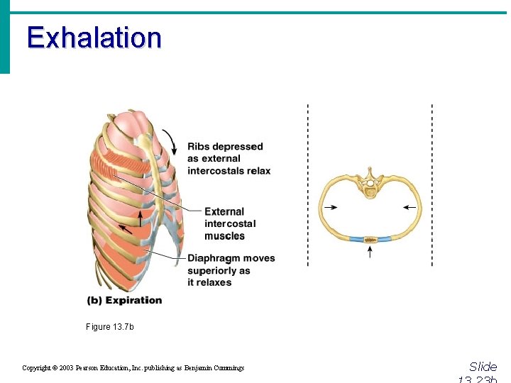 Exhalation Figure 13. 7 b Copyright © 2003 Pearson Education, Inc. publishing as Benjamin