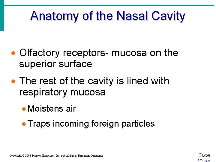 Anatomy of the Nasal Cavity · Olfactory receptors- mucosa on the superior surface ·