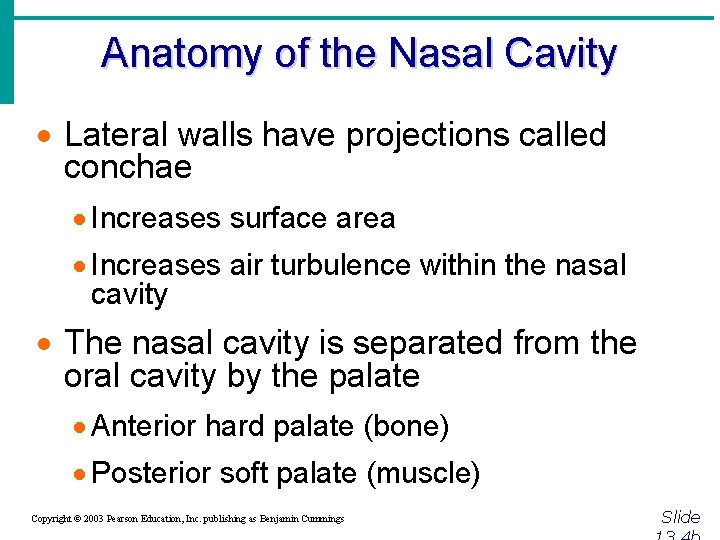 Anatomy of the Nasal Cavity · Lateral walls have projections called conchae · Increases