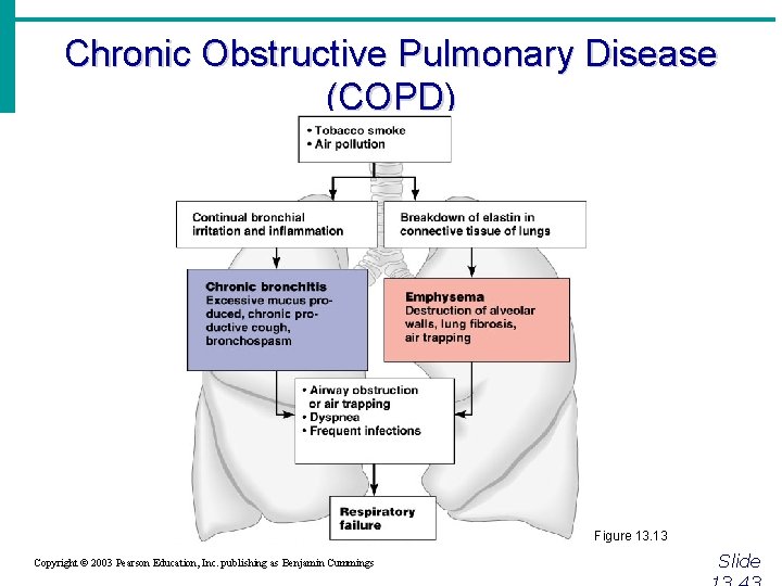 Chronic Obstructive Pulmonary Disease (COPD) Figure 13. 13 Copyright © 2003 Pearson Education, Inc.