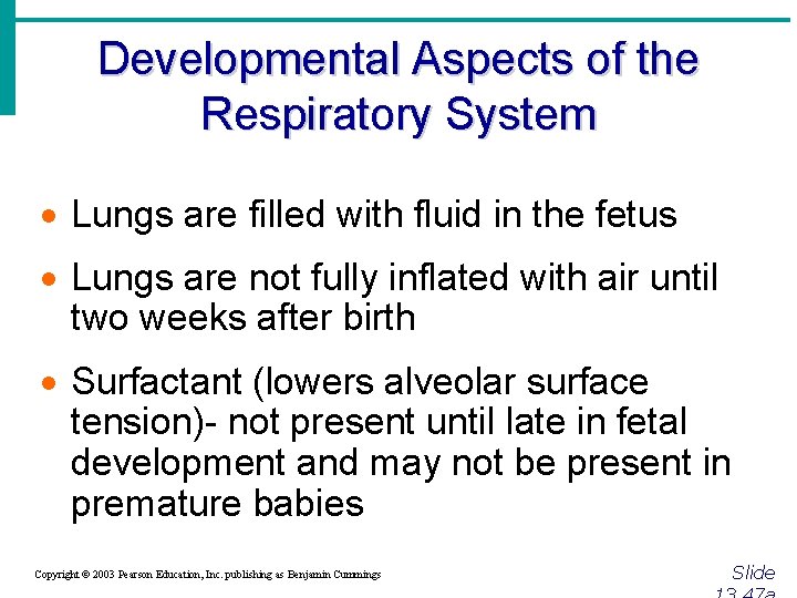 Developmental Aspects of the Respiratory System · Lungs are filled with fluid in the