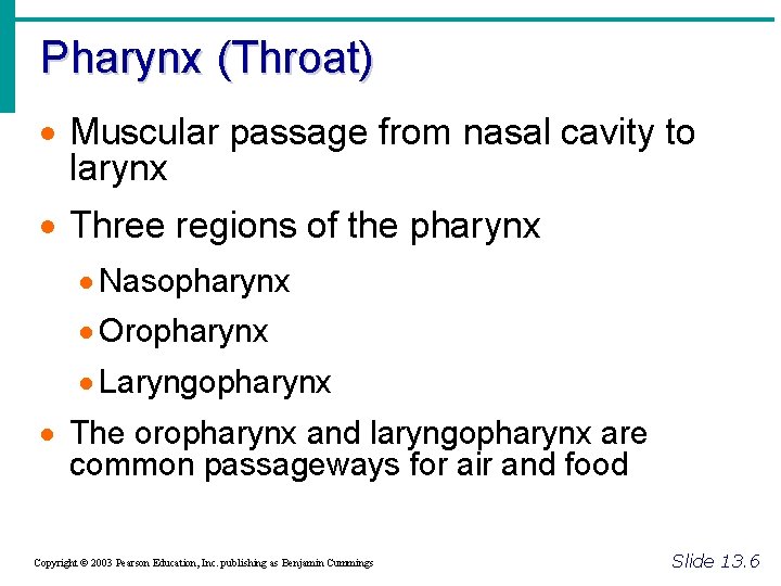 Pharynx (Throat) · Muscular passage from nasal cavity to larynx · Three regions of