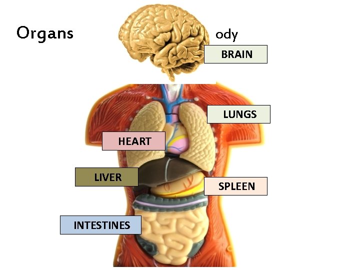 Organs of Human Body BRAIN LUNGS HEART LIVER INTESTINES SPLEEN 