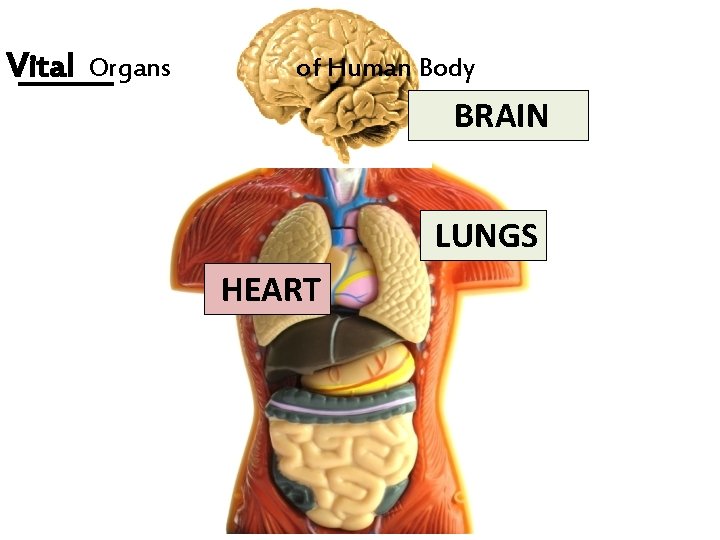 Vital Organs of Human Body BRAIN LUNGS HEART 